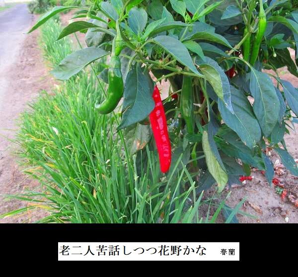 老二人苦話しつつ花野かな