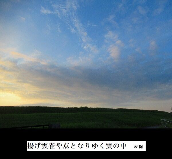 揚げ雲雀や点となりゆく雲の中