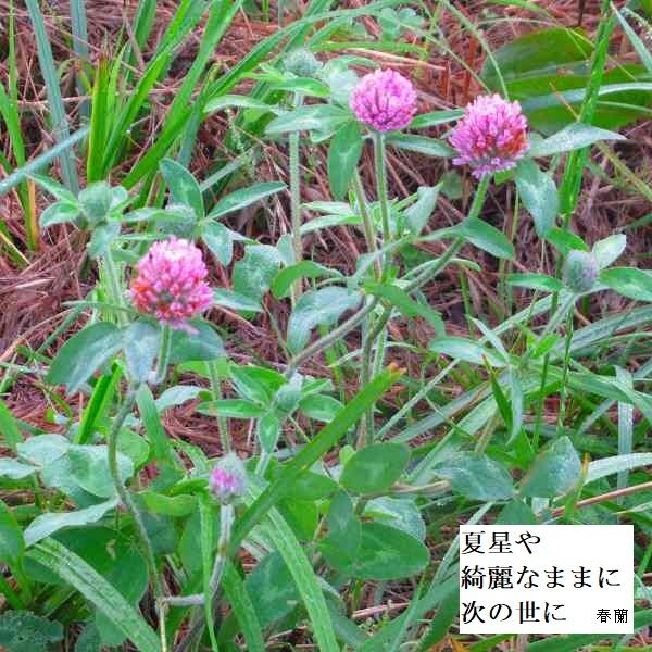 夏星や綺麗なままに次の世に