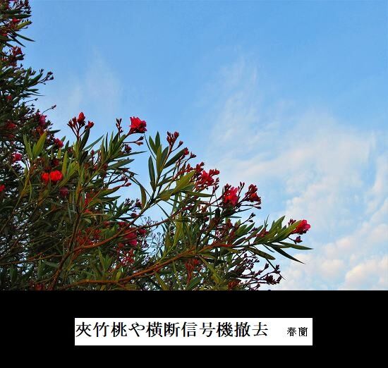5-IMG_9363.jpg夾竹桃