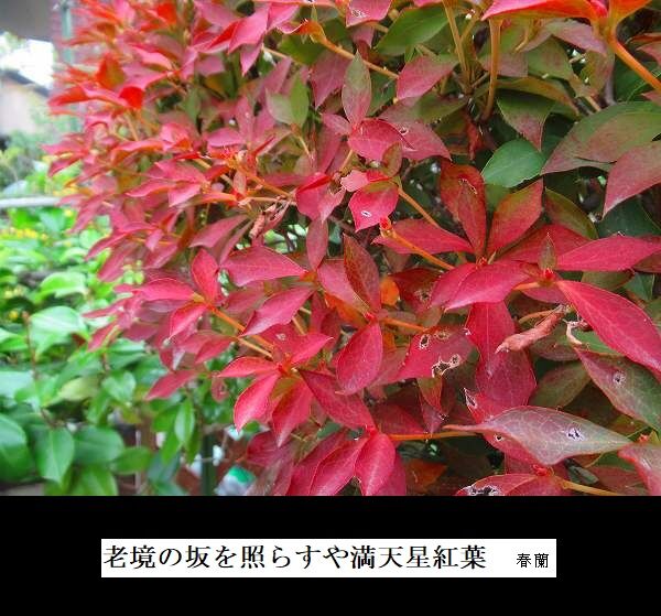 老境の坂を照らすや満天星紅葉