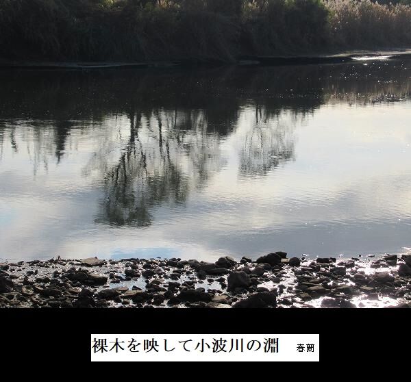 裸木を映して小波川の淵