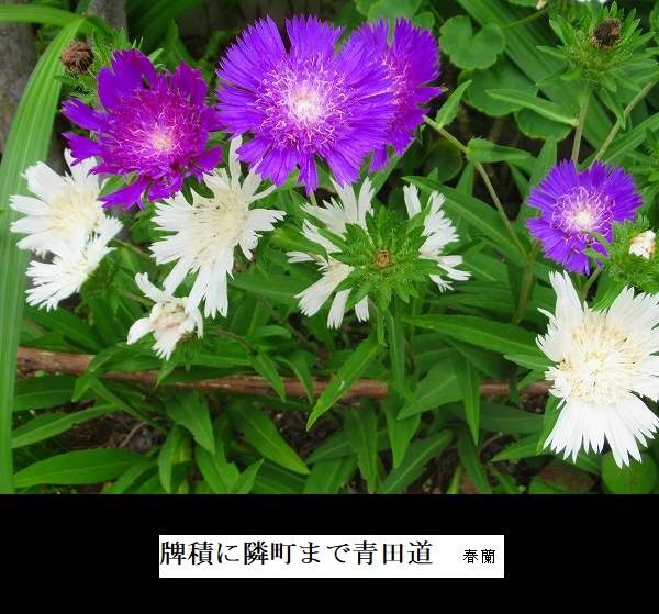 牌積に隣町まで青田道