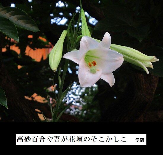 高砂百合や吾が花壇のそこかしこ
