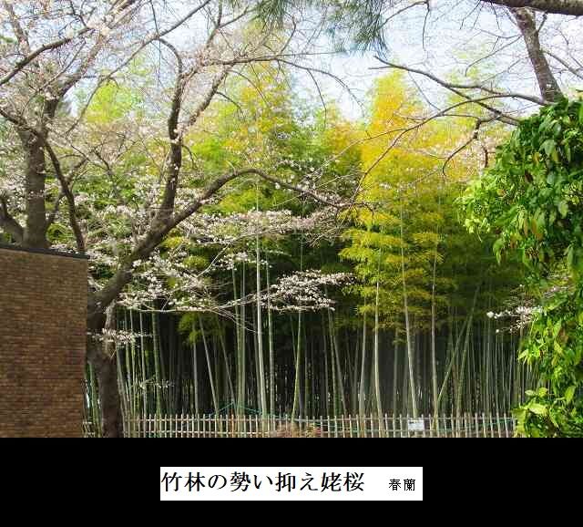竹林の勢い抑え姥桜