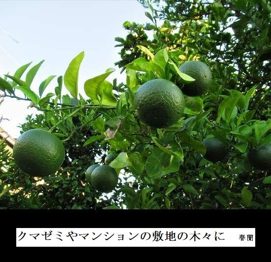 5-IMG_9704.jpgクマゼミ