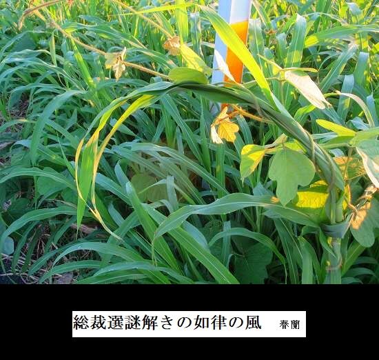 総裁選謎解きの如律の風