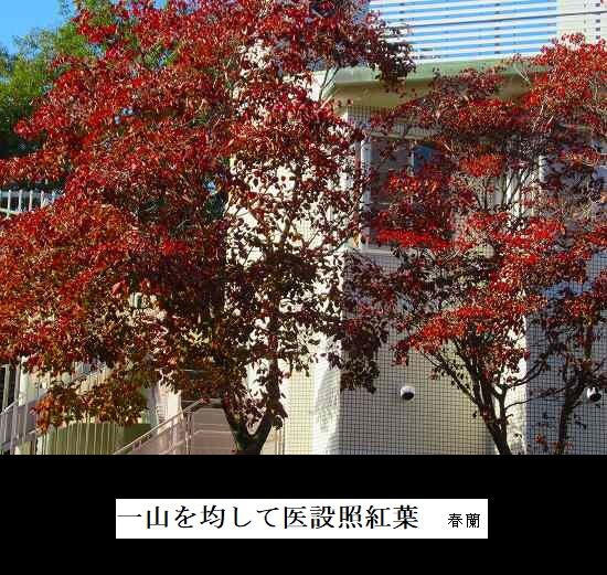 5-IMG_0067.jpg照紅葉