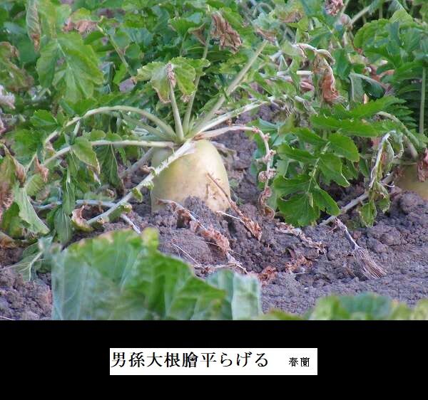 男孫大根膾平らげる