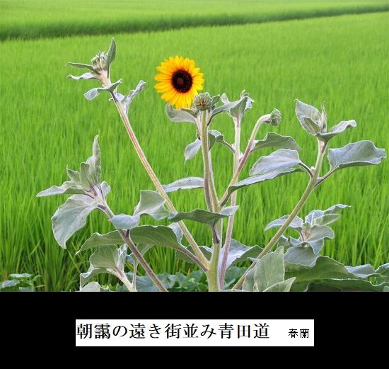 5-IMG_9590.jpg青田道