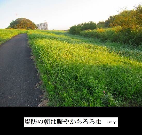 5-IMG_9815.jpgちろろ虫