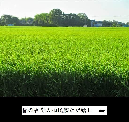 5-IMG_9728.jpg稲の香