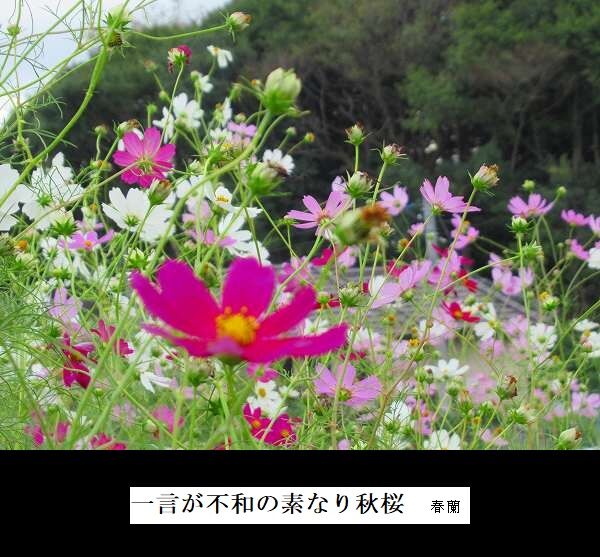 一言が不和の素なり秋桜