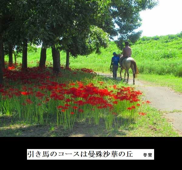 引き馬のコースは曼殊沙華の丘