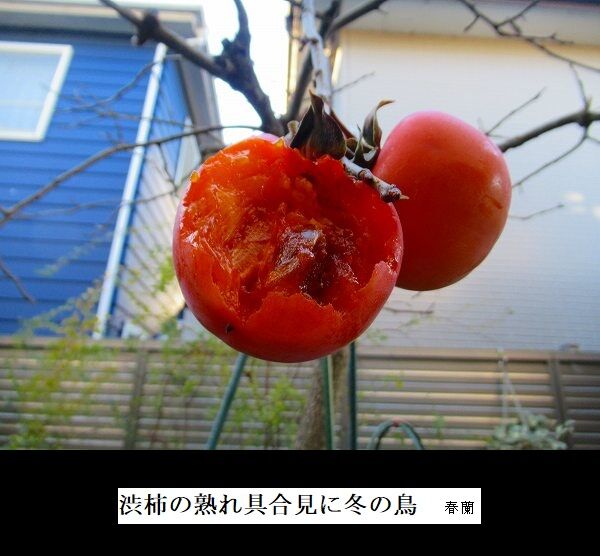 渋柿の熟れ具合見に冬の鳥