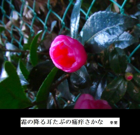 5-IMG_0031.jpg霜降る