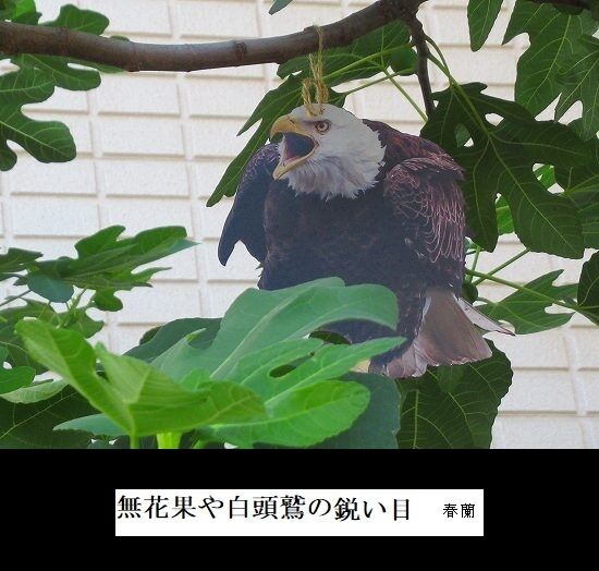 無花果や白頭鷲の用心棒