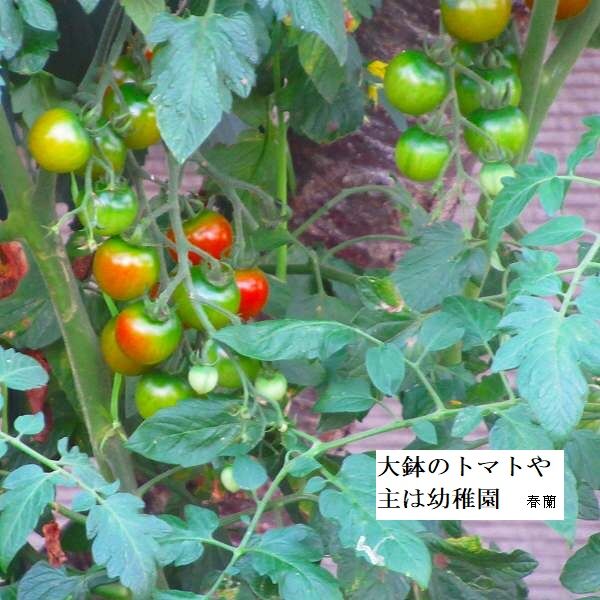 大鉢のトマトや主は幼稚園