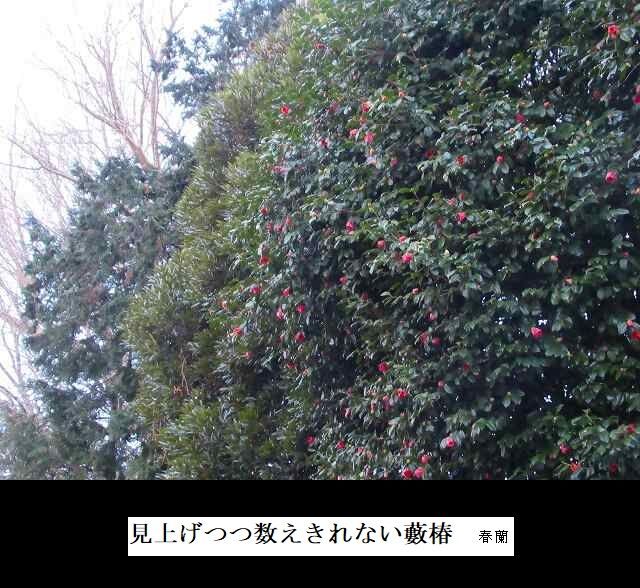 見上げつつ数えきれない藪椿