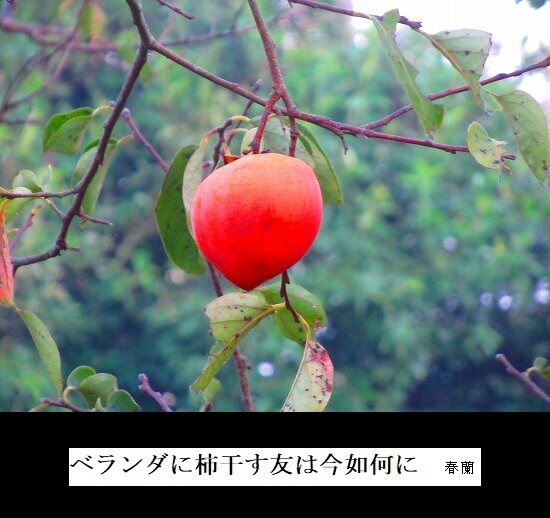 5-IMG_0035.jpg柿干す