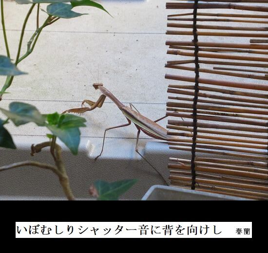 5-IMG_9934.jpgカマキリ・いぼむしり