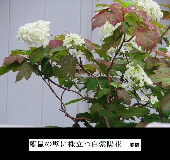 5-IMG_1085.jpg紫陽花ー3灰青色の外壁