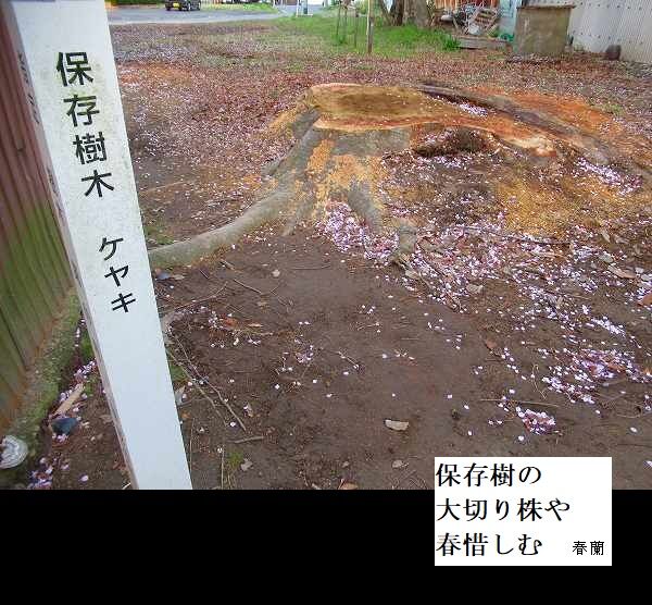 保存樹の大切り株や春惜しむ