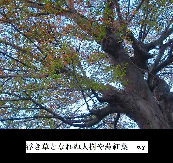5-IMG_0033.jpg薄紅葉