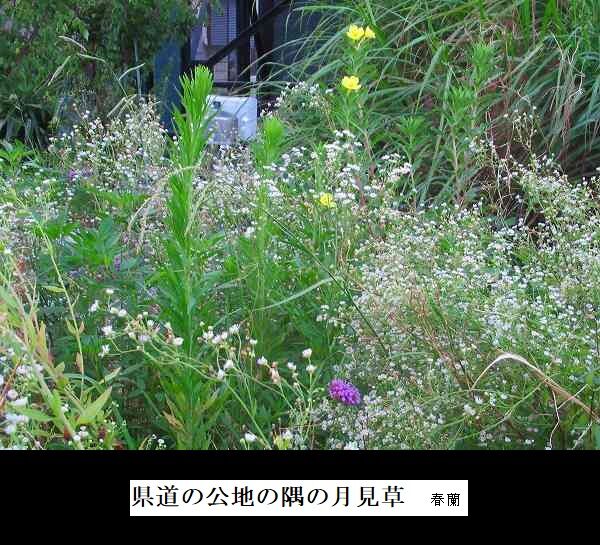 県道の公地の隅の月見草