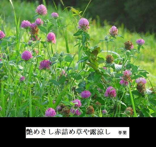 艶めきし赤詰め草や露涼し