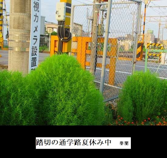 踏切の通学路夏休み中