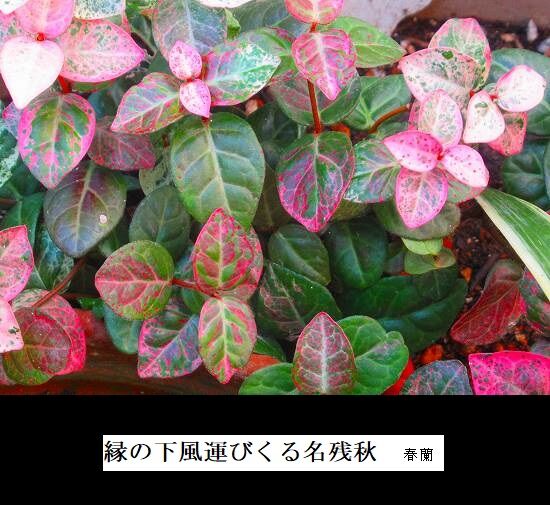 5-IMG_0053.jpg名残秋