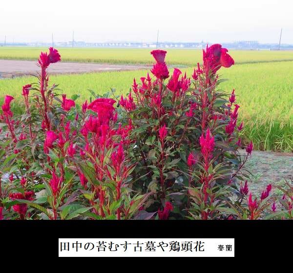 田中の苔むす古墓や鶏頭花
