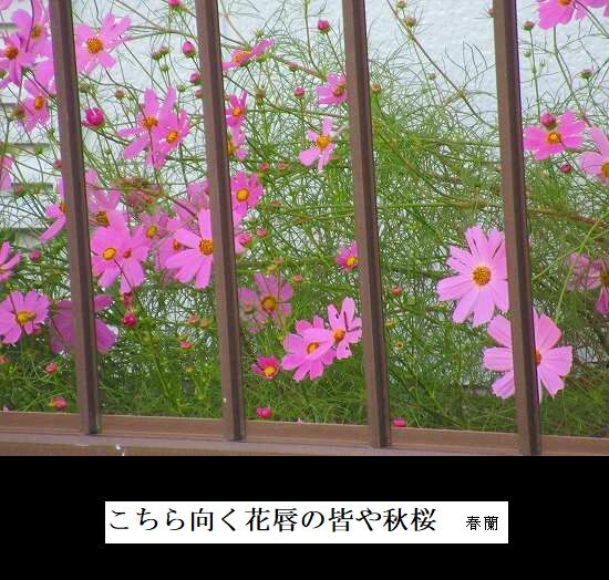 5-IMG_0019.jpg秋桜