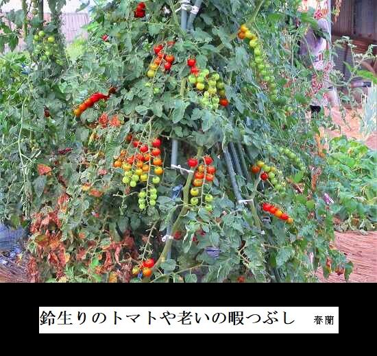 5-IMG_9580.jpgトマト