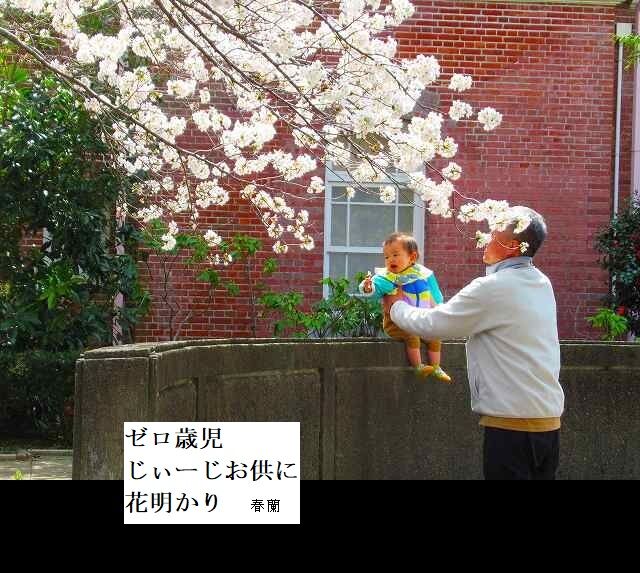 ゼロ歳児情緒育む花明かり