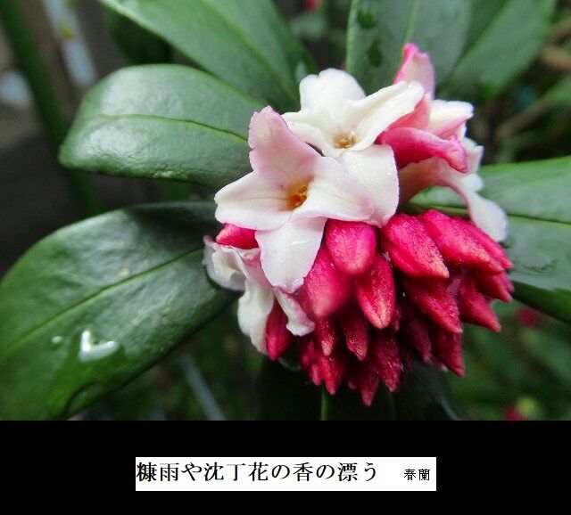 糠雨や沈丁花の香の漂う