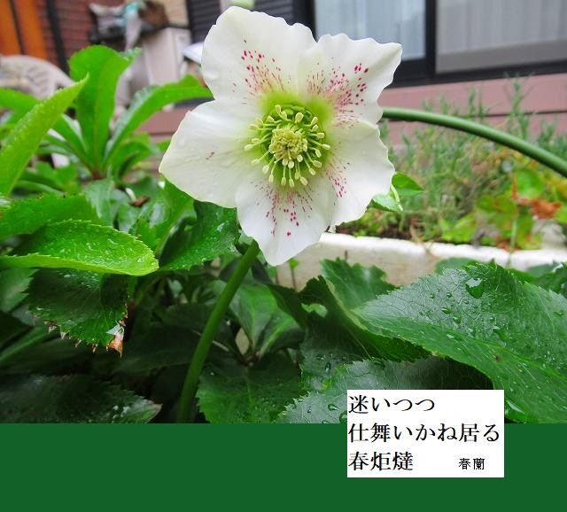 迷いつつ仕舞いかね居る春炬燵