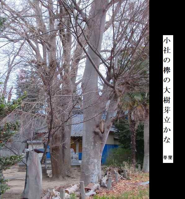 小社の欅の大樹芽立かな