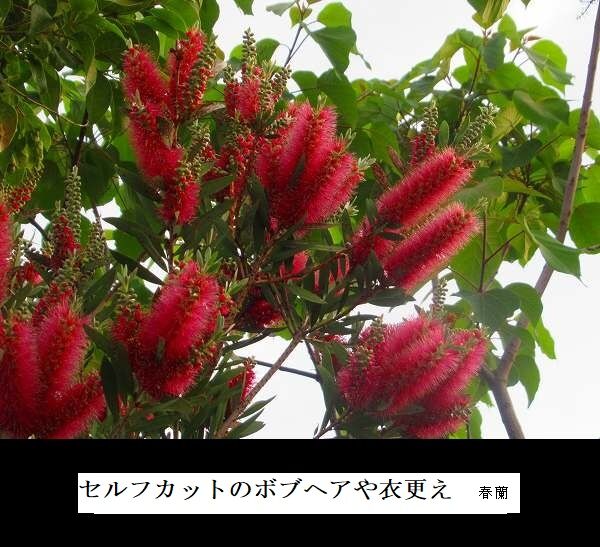 ボブ型にセルフカットや衣更え