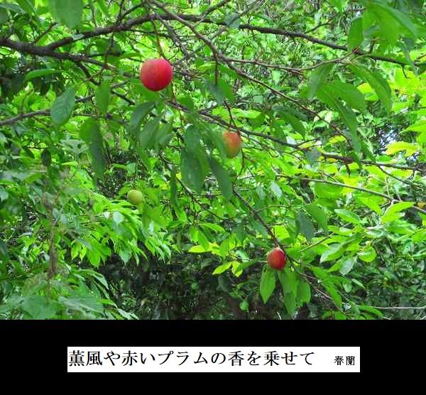薫風や赤いプラムの香を乗せて