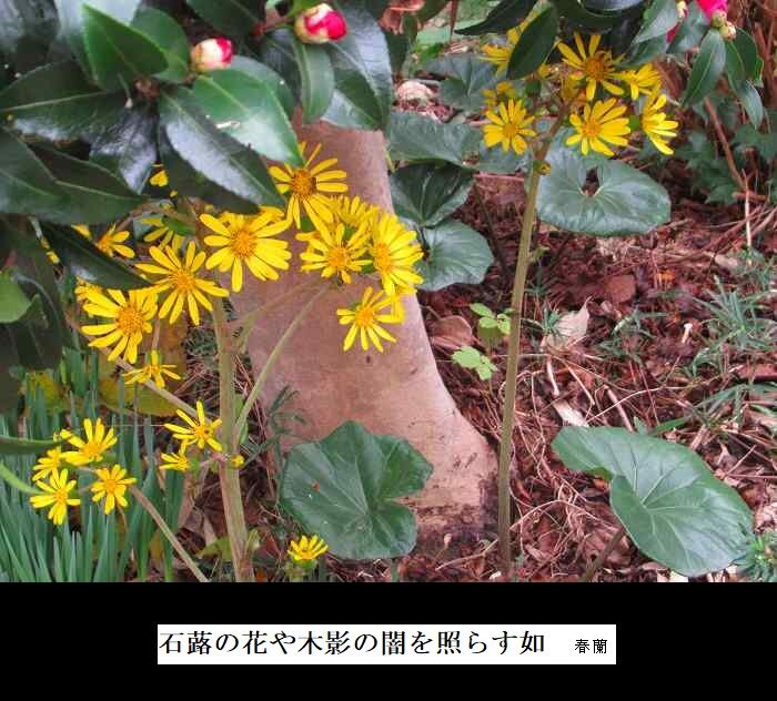 石蕗の花や木影の闇を照らす如