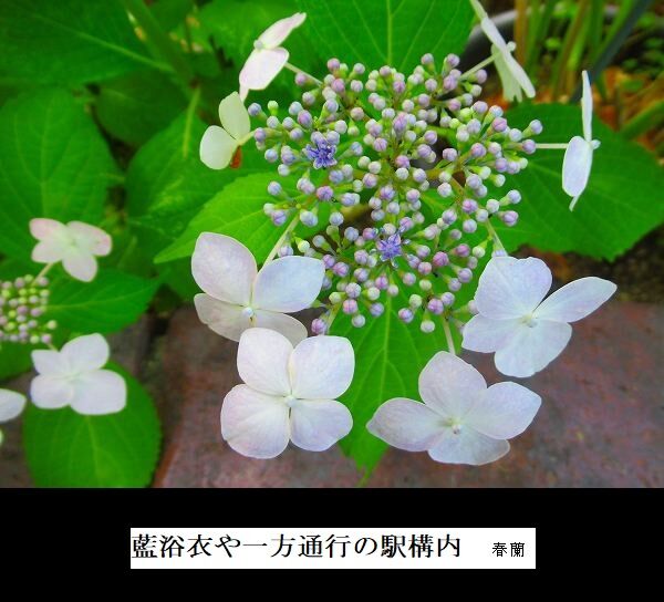藍浴衣や一方通行の駅構内