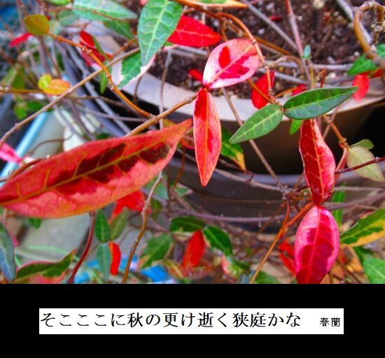 5-IMG_0055.jpg秋更け行く
