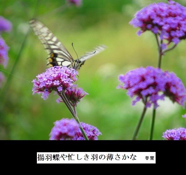 揚羽蝶忙しき羽の薄さかな