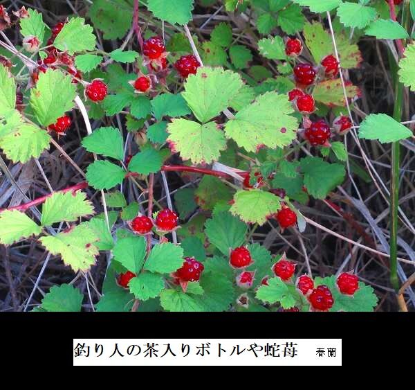 釣り人の茶入りボトルや蛇苺