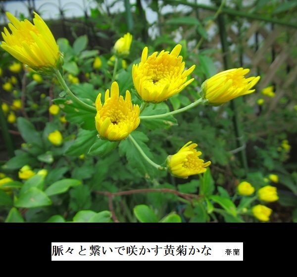 脈々と繋いで咲かす黄菊かな