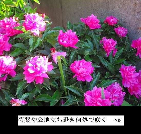 5-IMG_0954.jpg芍薬