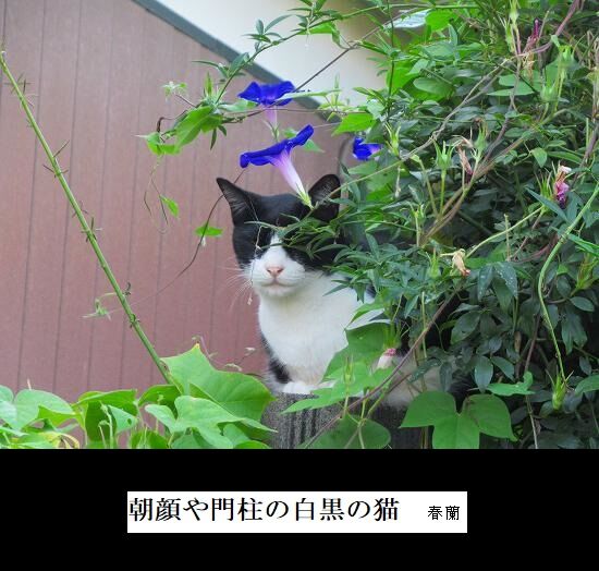 朝顔や門柱の白黒の猫