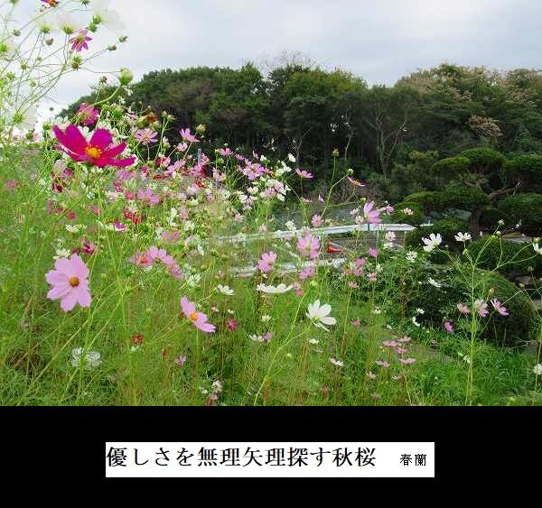 優しさを無理矢理探す秋桜
